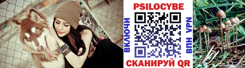 Псилоцибиновые грибы Psilocybe Новоалександровск